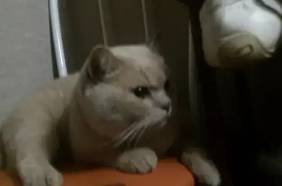 Найдена стерилизованная кошка с плачущими глазками в Ижевске