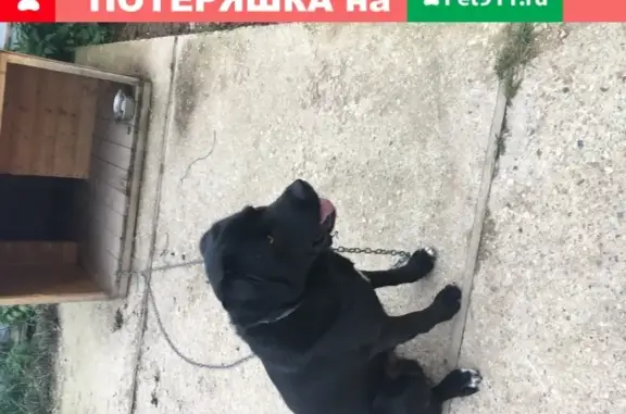 Пропала собака в районе Орудьево, Дмитровский район
