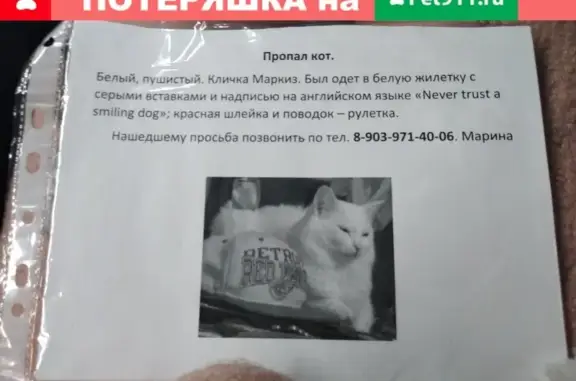 Пропала кошка породы Турецкий ангора в Москве