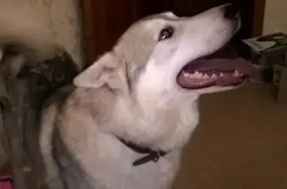 Собака без ошейника найдена в Воронеже