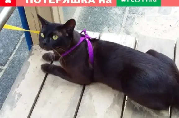 Кошки потеряшки, Воронеж, фото: Потеряшка кошка в районе Московского проспекта 112