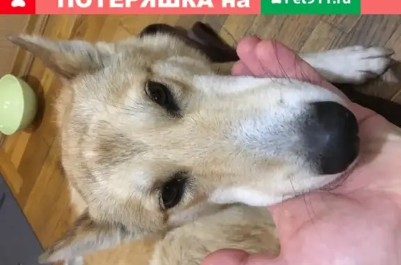Найдена рыжая собака в Туле