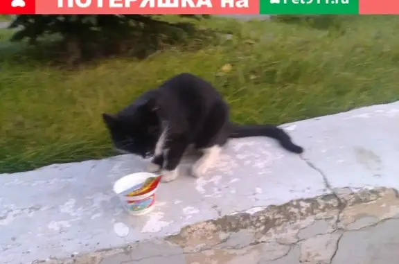 Найден породистый котенок в Уфе, ул. Мубарякова, д.3.
