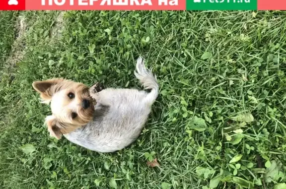 Собаки потеряшки, Казань, фото: Потеряшка собака Йорк по адресу СНТ Кожевник, Казань