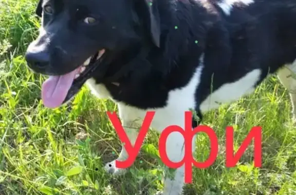 Собаки потеряшки, Москва, фото: Потеряшка пёс Уфи в ЮАО, метро Кантемировская.