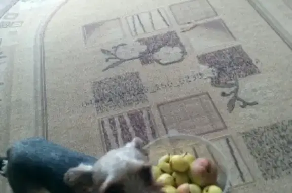 Собаки потеряшки, Нижний Новгород, фото: Потеряшка собака на улице Строкина 16а в Нижнем Новгороде