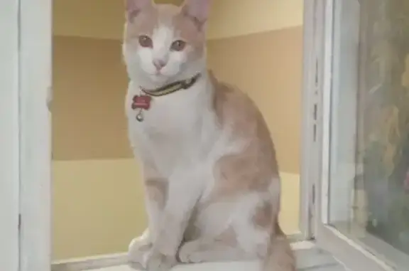 Кошки потеряшки, Москва, фото: Потеряшка кошка 