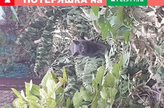Найден кот в Ростове, ул. Ленина