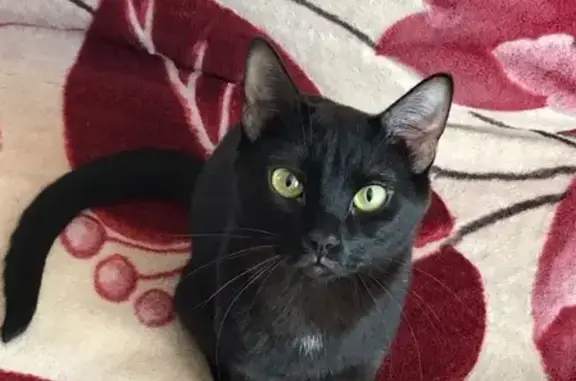 Кошки потеряшки, Москва, фото: Потеряшка черный кот на Ленинском проспекте, дом 89!