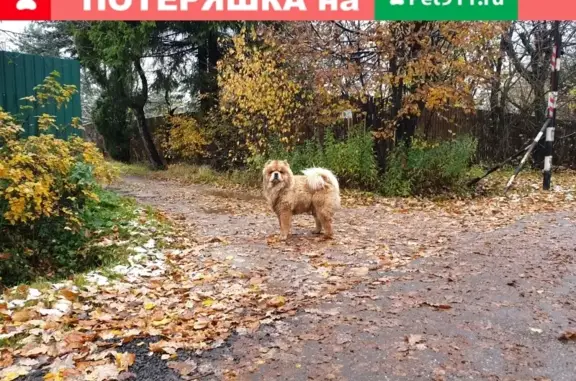 Собака на территории СНТ Мичуринец (Чеховский район) уже 2 недели