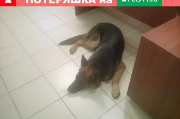 Собака с ошейником найдена в Казани