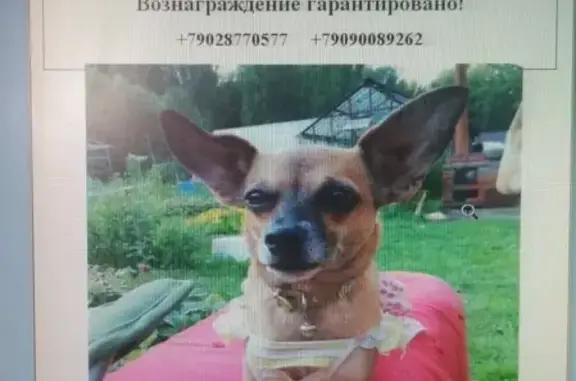 Пропала собака в Новоуральске, помогите найти!