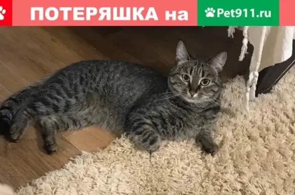 Пропала кошка в Казани: Проспект Победы, 22.