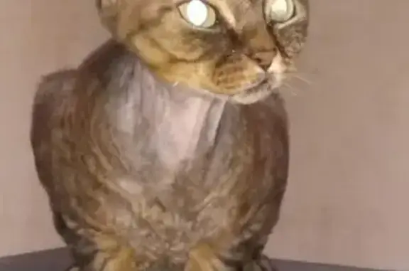 Кошки потеряшки, Екатеринбург, фото: Потеряшка кошка в Екатеринбурге