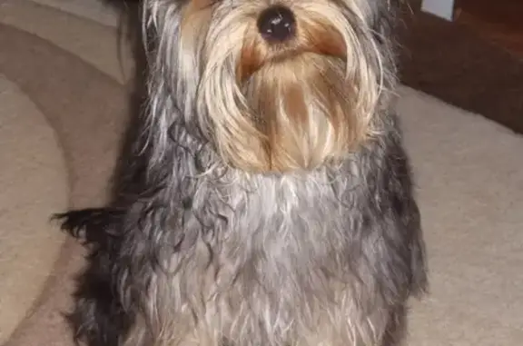 Собаки потеряшки, Ульяновск, фото: Потеряшка собака в Ульяновске без ошейника