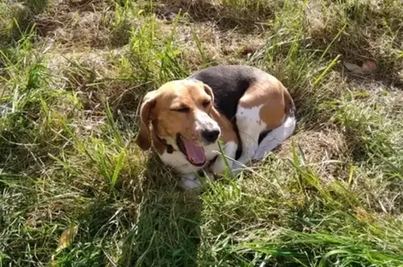 Найдена собака, , фото: Собака найдена в Екатеринбурге