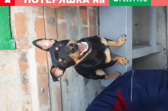Найден добрый щенок в Таганроге