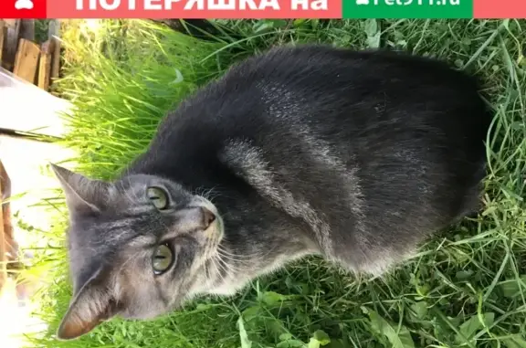 Пропал кот Руфус в Лучевом, вознаграждение