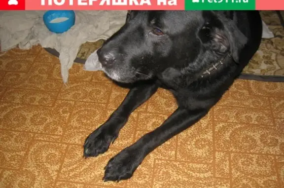 Собака Лабрадор найдена в Новомосковске