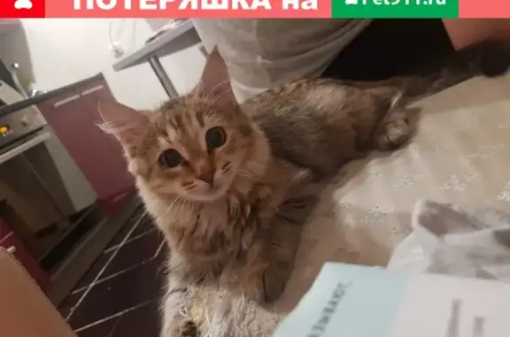 Найден домашний котенок в Волгограде
