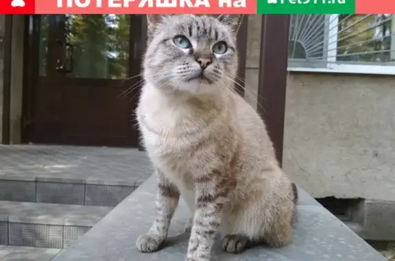 Найдена кошка на ул. Кривошеина в Воронеже