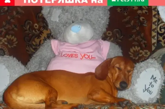 Собаки потеряшки, Санкт-Петербург, фото: Потеряшка такса Чак в Кенгисеп ком районе, СПб