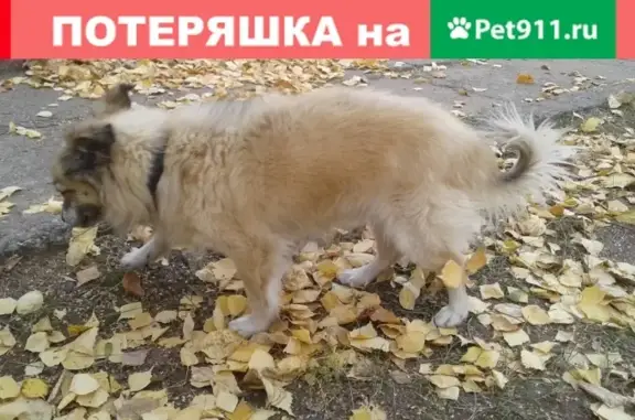 Потерянная собачка возле Гагарина 3Б в Нижнекамске