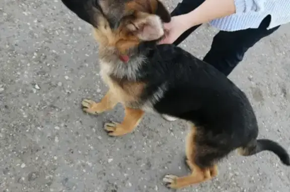 Собаки потеряшки, Тверь, фото: Потеряшка немецкая овчарка в пос. Чкалова, Тверь