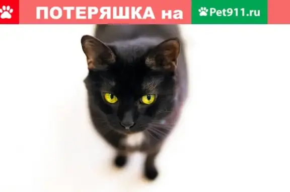 Потерянные животные Ковров, фото: Пропала кошка Дашка на ул. Строителей 27/2