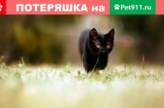 Пропала черная кошка с белым пятнышком на шее в саду.