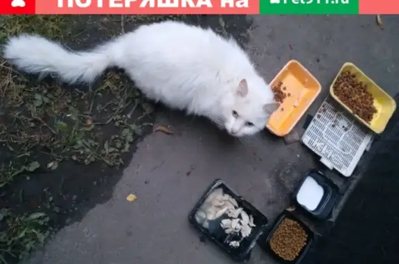 Белый кот найден в Санкт-Петербурге
