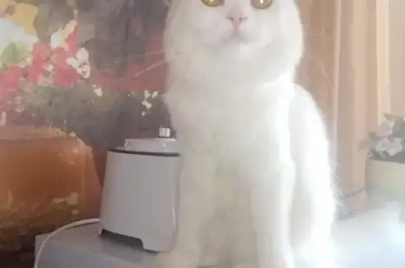 Кошки потеряшки, Большой Куганак, фото: Потеряшка белый шотландский кот в СНТ Куганак, Башкортостан.