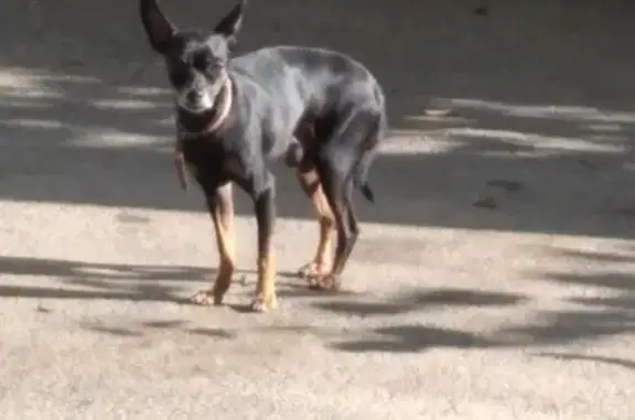 Пропала собака Русский той в Комсомольском микрорайоне