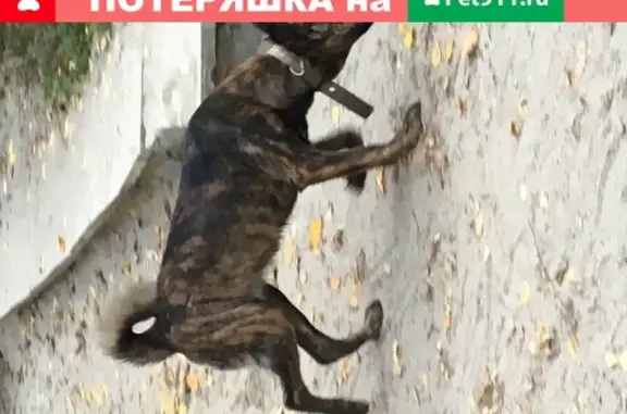 Собака на Мира ищет хозяина в Екатеринбурге
