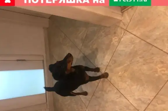 Собака Мальчик найдена на ул. Жуковского, 27, Липецк.