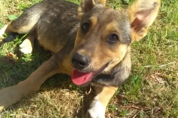 Пропала собака на Циганском посёлке Волгоград