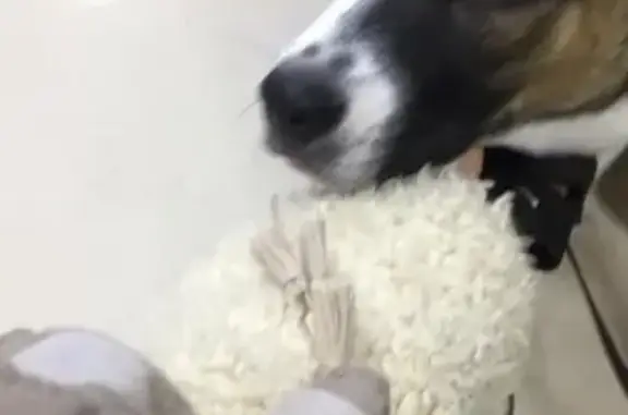 Найдена собака, Москва, фото: Найден щенок в Митино, звоните