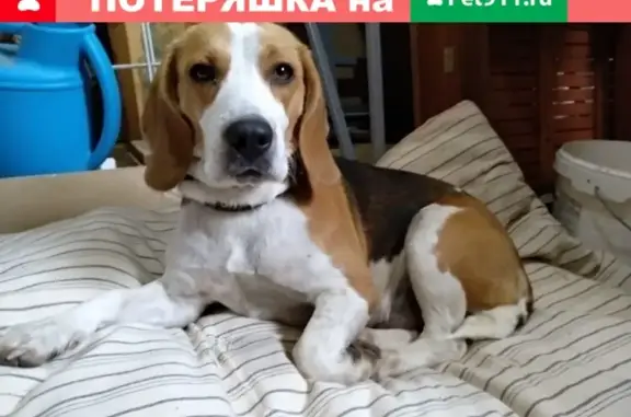 Найдена собака Бигль в Калужской области, возможно потерянная из Москвы.