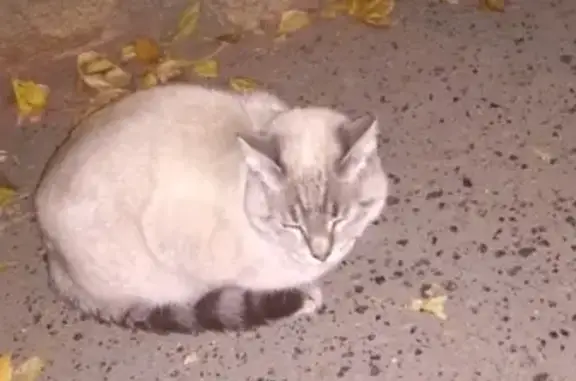 Кошка с ошейником на Бажова, 48 Челябинск