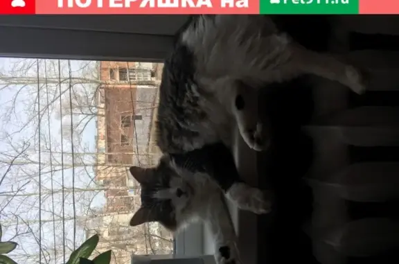 Кошки потеряшки, Тула, фото: Потеряшка кошка Филя, дом N84Б, ул. Металлургов, Тула.