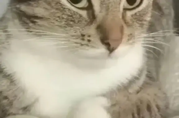 Пропала пугливая кошка с аллергией на молоко в Киришах