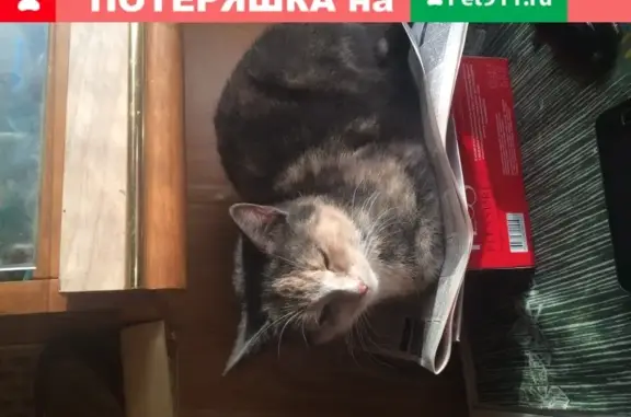 Пропала кошка в Иваново, ул. Киевская (минеево)