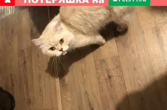 Кошка найдена в Домодедово