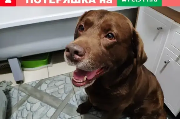 Собака Лабрадор найдена на ул. Кузнецкая в Балахне.