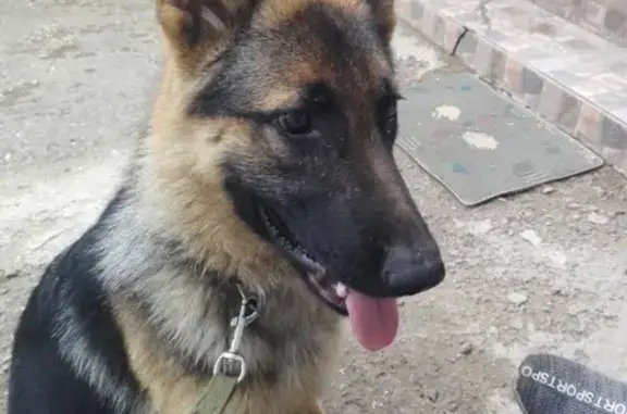 Собаки потеряшки, Тверь, фото: Потеряшка Немецкая овчарка в Чкаловском поселке, помогите найти