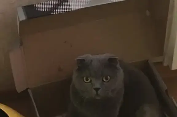 Кошки потеряшки, Санкт-Петербург, фото: Потеряшка кошка в Санкт-Петербурге 6/7.10.19