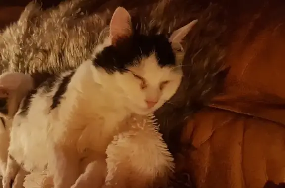 Кошки потеряшки, Москва, фото: Потеряшка кот в СНТ Машиностроитель-2, Московская область