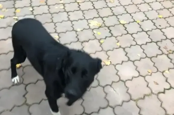 Найдена собака в Крючково, Истринский район