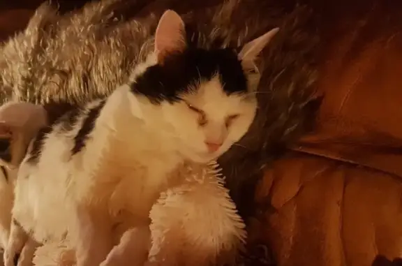 Кошки потеряшки, Воздвиженское, фото: Потеряшка кот в Сергиево-Посадском районе, Московская область, вознаграждение!