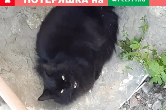 Пропала кошка в Саратове с зеленым ошейником
